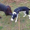 Mambo2 sucht ein Zuhause
