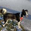 Mambo2 sucht ein Zuhause
