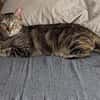 Rana - DIE Teamplayerin in der Katzen-WG