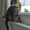 Rana - DIE Teamplayerin in der Katzen-WG