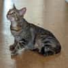 Rana - DIE Teamplayerin in der Katzen-WG