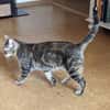 Rana - DIE Teamplayerin in der Katzen-WG