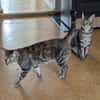 Rana - DIE Teamplayerin in der Katzen-WG