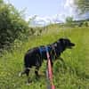 Tessie