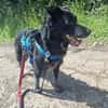 Tessie