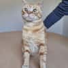 Tasio - wunderhübscher, lieber Kater