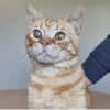 Tasio - wunderhübscher, lieber Kater