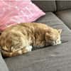 Tasio - wunderhübscher, lieber Kater