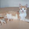 Carmelo - ein süßer und sozialer Kater
