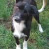 SNOOPY sucht ein liebes Zuhause