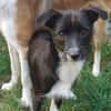 SNOOPY sucht ein liebes Zuhause