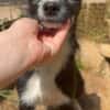 SNOOPY sucht ein liebes Zuhause