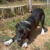 SNOOPY sucht ein liebes Zuhause