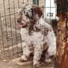 Honey in 86529 Schrobenhausen