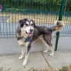 BALTO