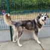 BALTO