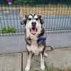 BALTO