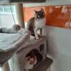 SNOWBELL