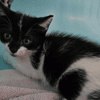 ED