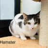 Hamster
