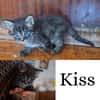 KISS