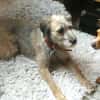 LENIE