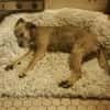 LENIE