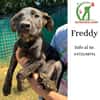 Freddy