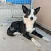 BRUMA (union animal)