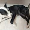 BRUMA (union animal)
