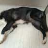 BRUMA (union animal)