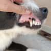 BRUMA (union animal)