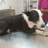 BRUMA (union animal)