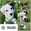 MAARI # Hundemädchen zum Verlieben