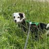 MAARI # Hundemädchen zum Verlieben