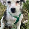 MAARI # Hundemädchen zum Verlieben