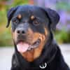 Arni, Charakterhund mit Prüfungen