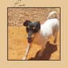 Jack Russel Fan`s aufgepasst: PIXIE :-)