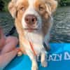 TRAVIS SUCHT ERFAHRENE HUNDEMENSCHEN