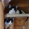 Stripe sucht DICH als Spielpartner!
