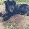 Herzenshund Jamie sucht zuhause