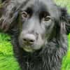 Herzenshund Jamie sucht zuhause