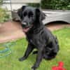 Herzenshund Jamie sucht zuhause
