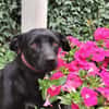 Yuma - sucht ihr erstes Zuhause