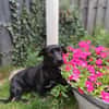 Yuma - sucht ihr erstes Zuhause