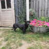 Yuma - sucht ihr erstes Zuhause