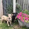 Yuma - sucht ihr erstes Zuhause