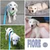 FIORE -Rundum tolles Hundemädchen-