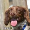 BRAIS