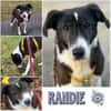 RANDIE * genügsam und ruhig